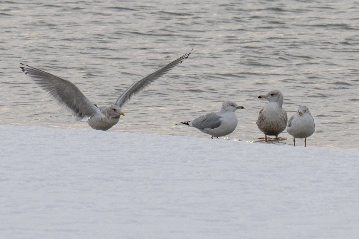 Iceland Gull (Thayer's) - ML646492690