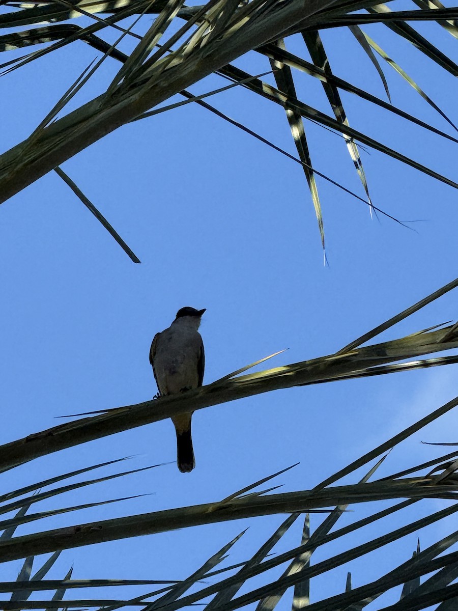 Loggerhead Kingbird - ML646492691