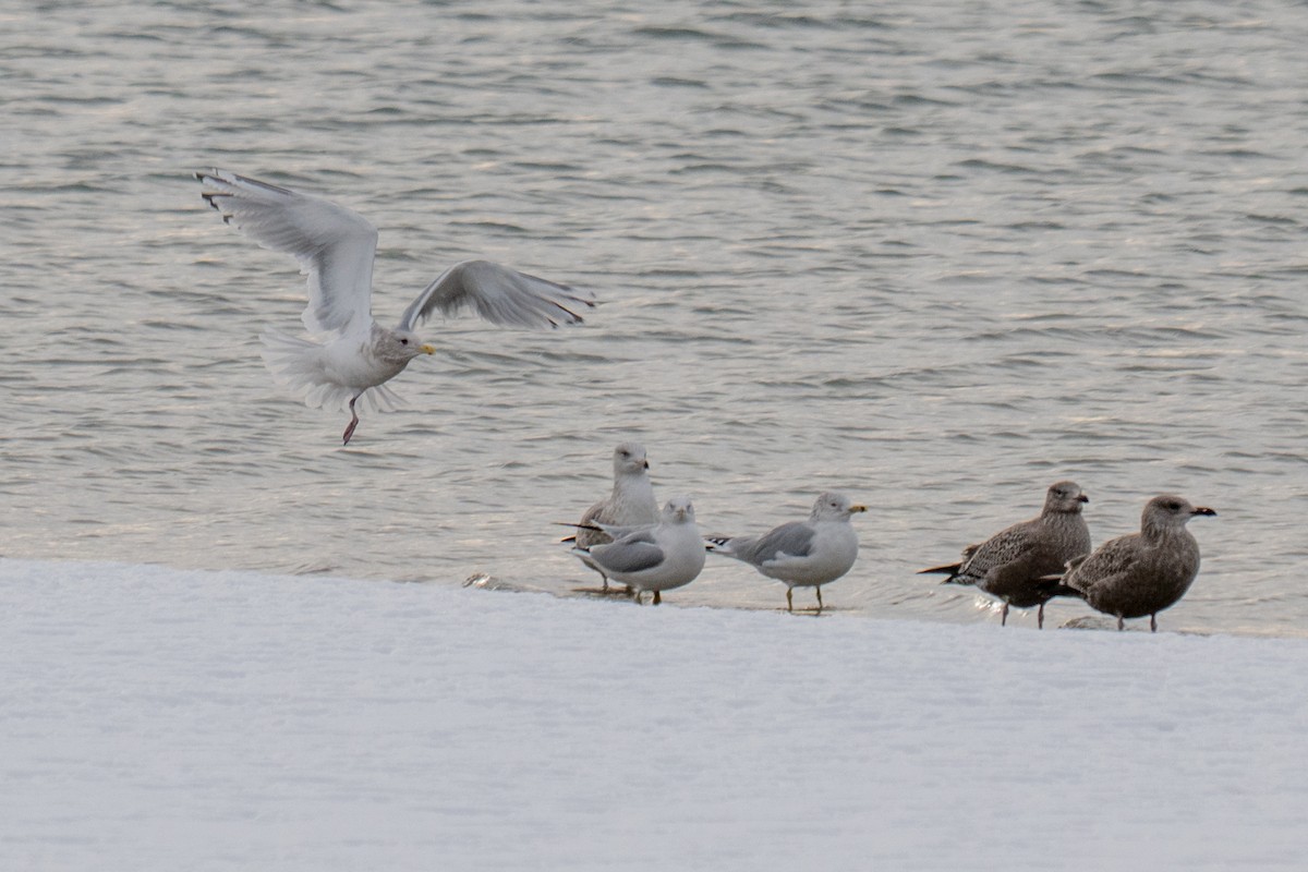 Iceland Gull (Thayer's) - ML646492692