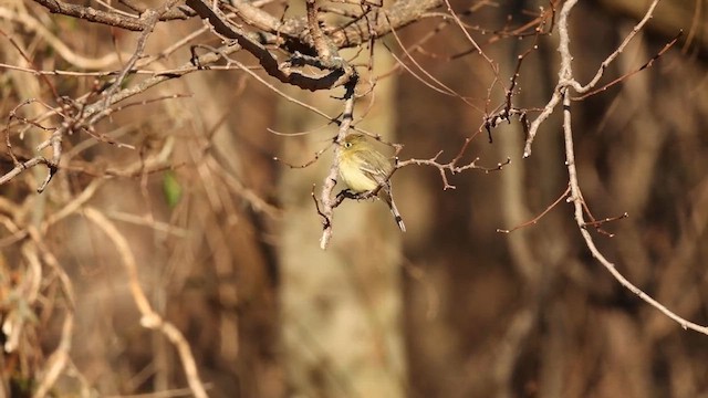 Western Flycatcher - ML646492693