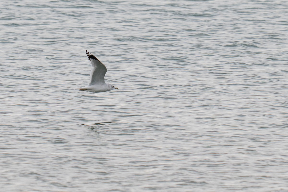 Ring-billed Gull - ML646492700
