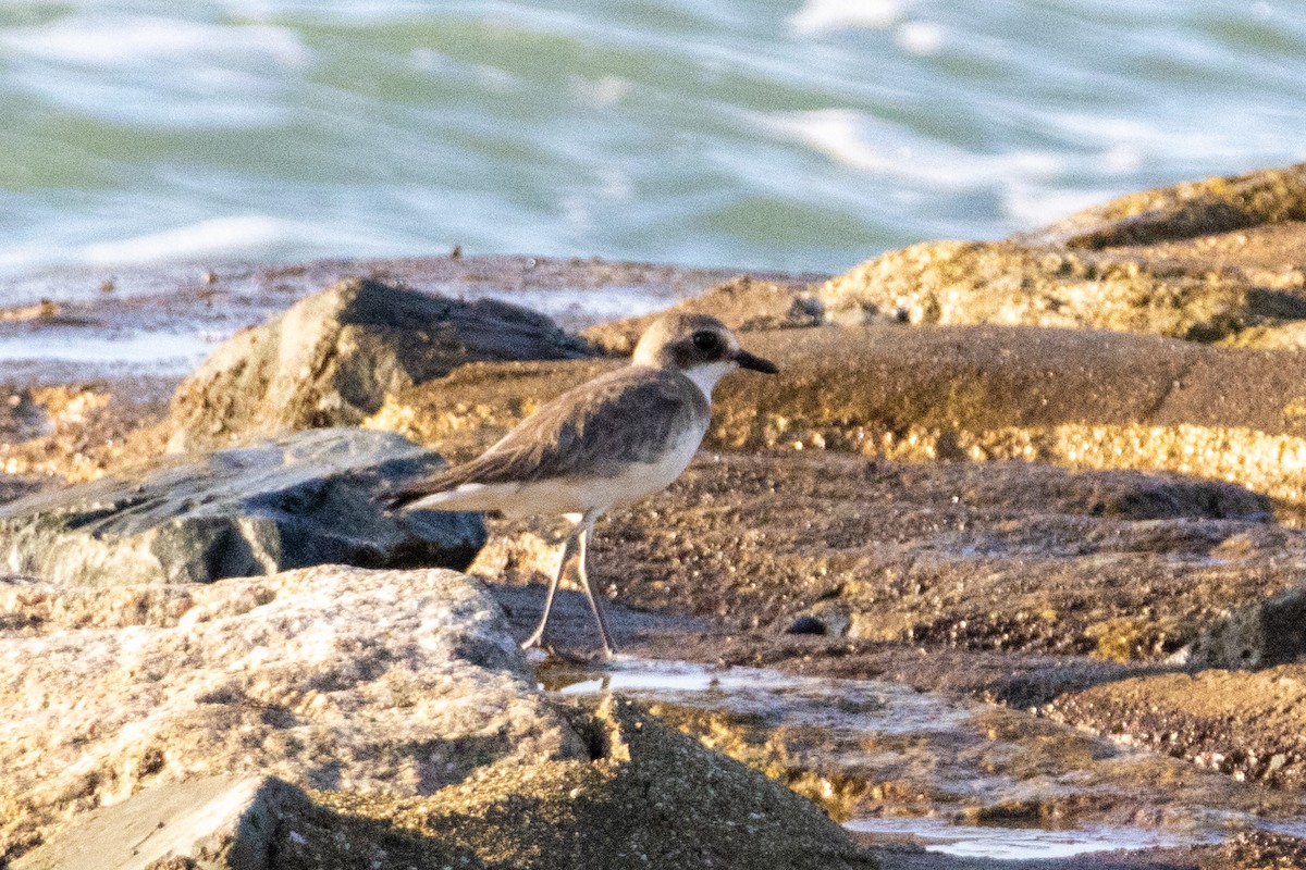 Tibet Cılıbıtı - ML646492701