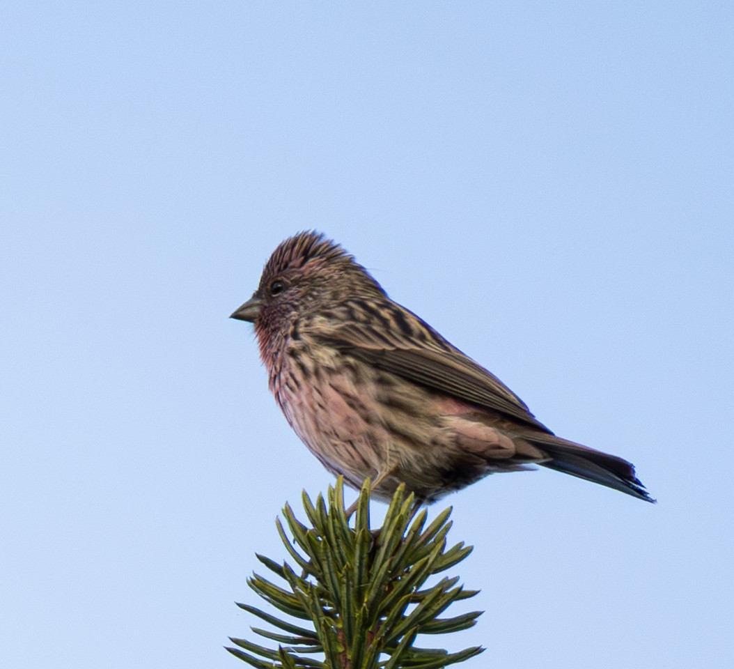 Himalayan Beautiful Rosefinch - ML646492703