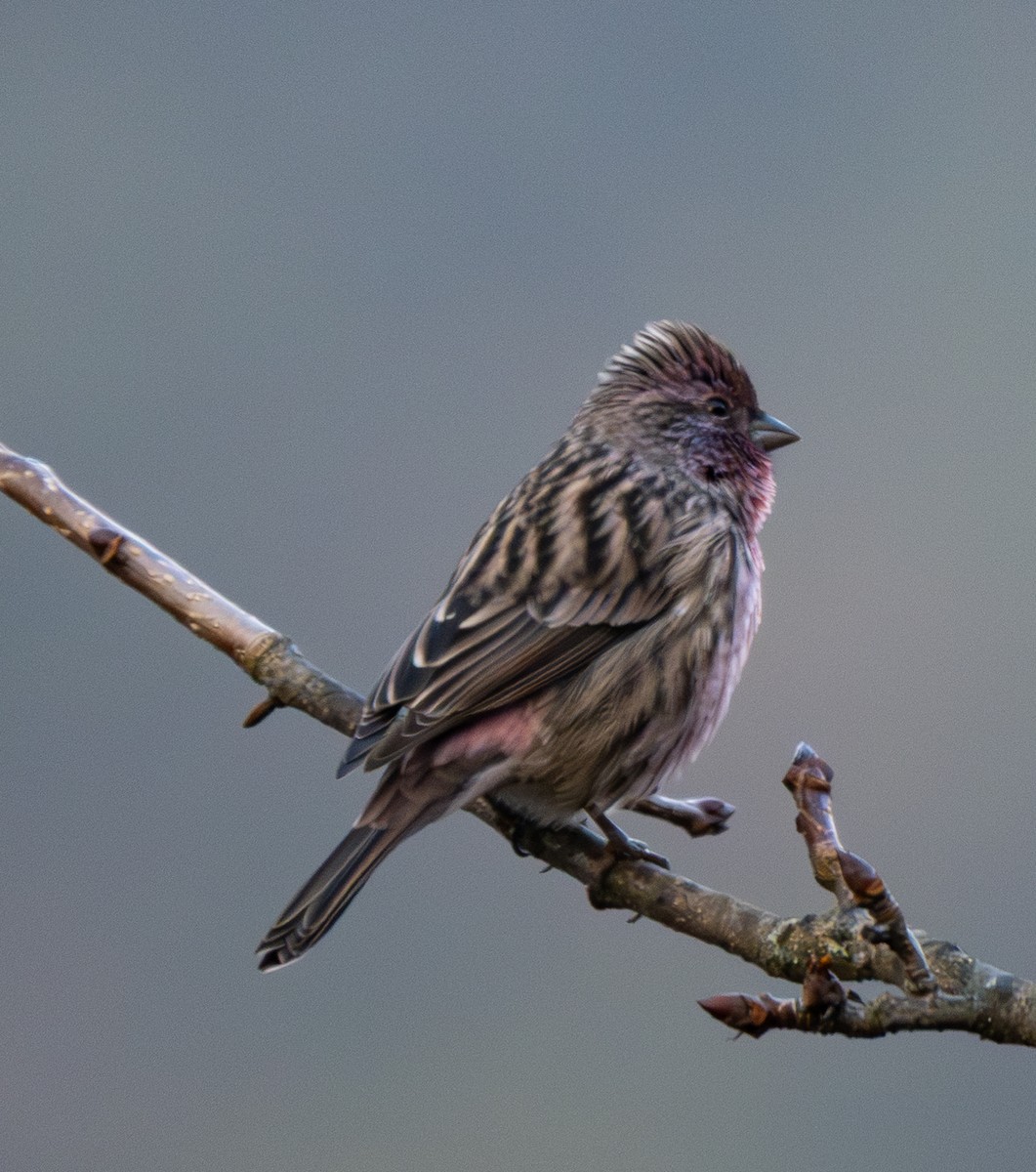 Himalayan Beautiful Rosefinch - ML646492704