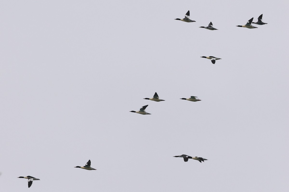 Common Merganser - ML646492705