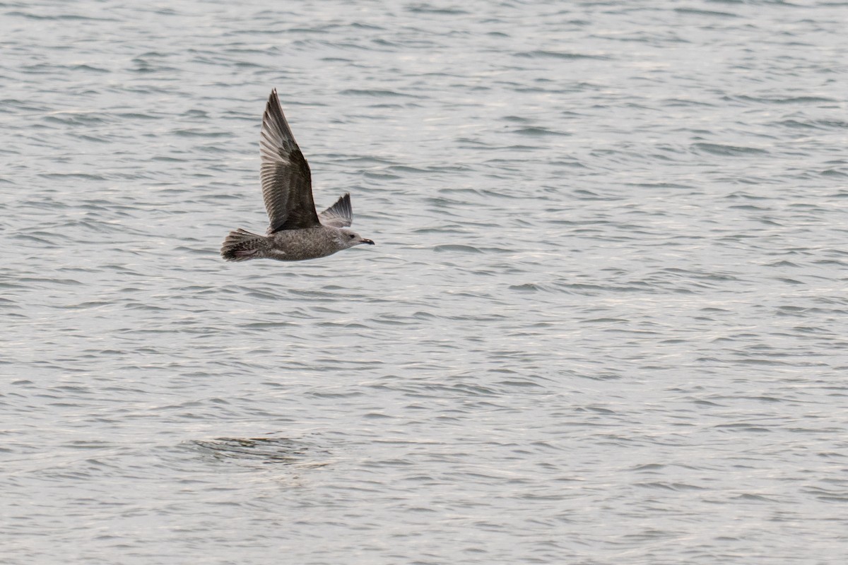 American Herring Gull - ML646492706