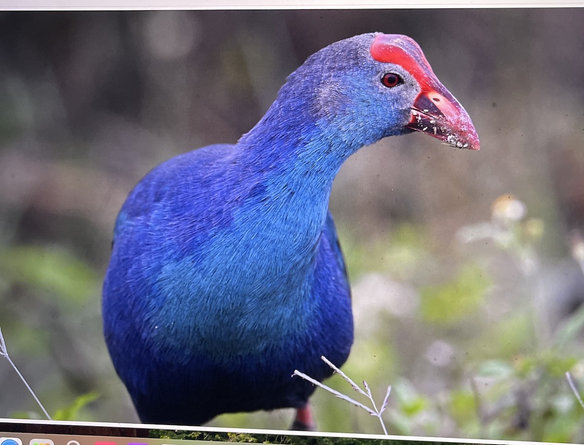 Gray-headed Swamphen - ML646492711