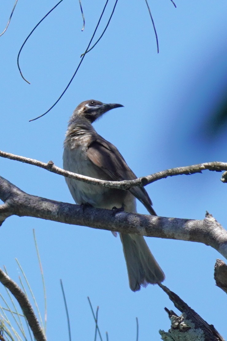 Little Friarbird - ML646492712