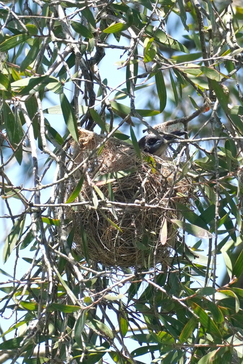 Little Friarbird - ML646492713