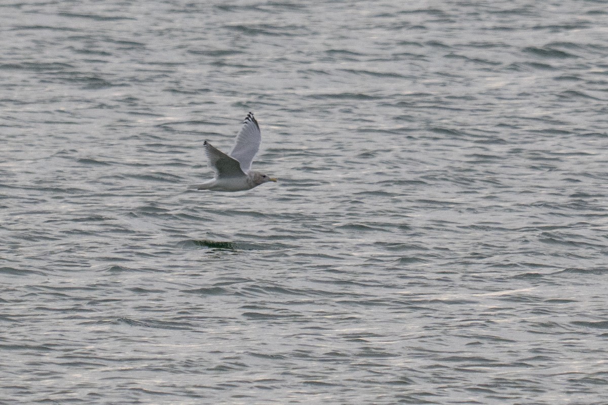 Iceland Gull (Thayer's) - ML646492714