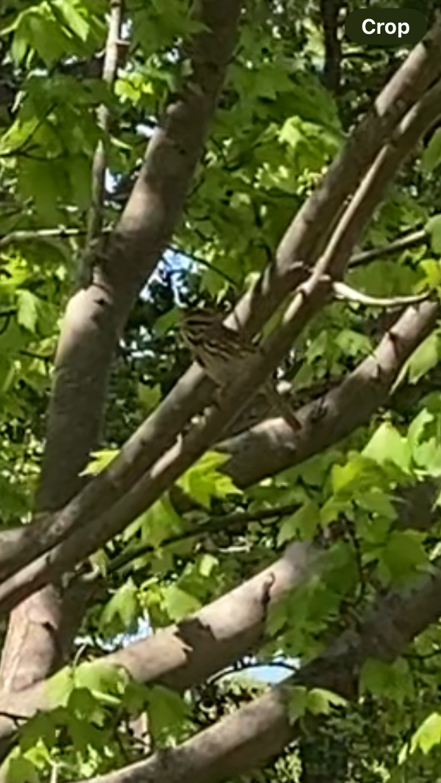 ウタスズメ - ML646492715