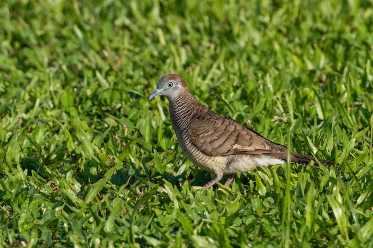Zebra Dove - ML646492716