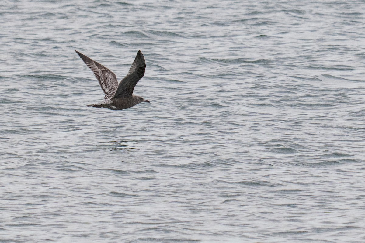 Бэсрэг цахлай - ML646492718