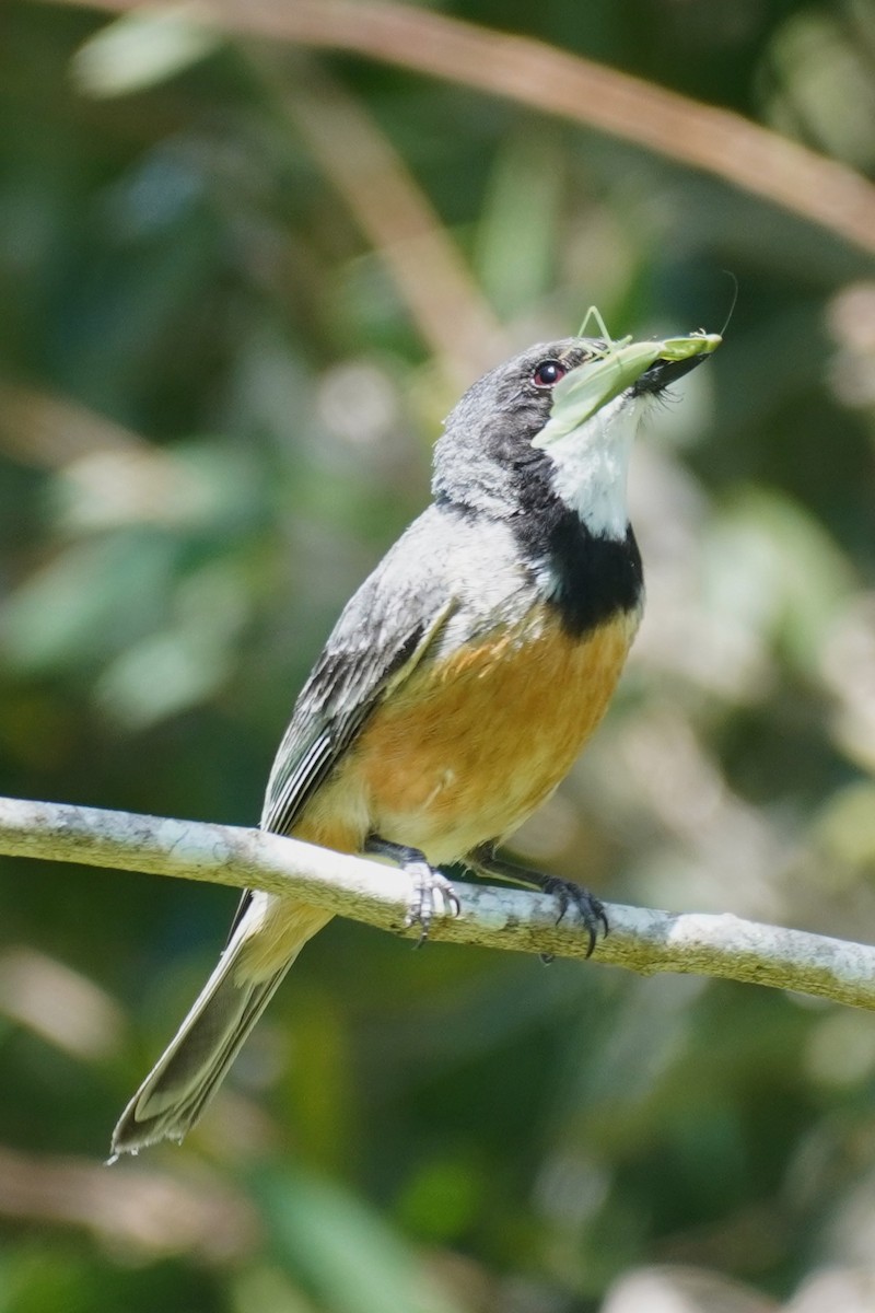 Rufous Whistler - ML646492719