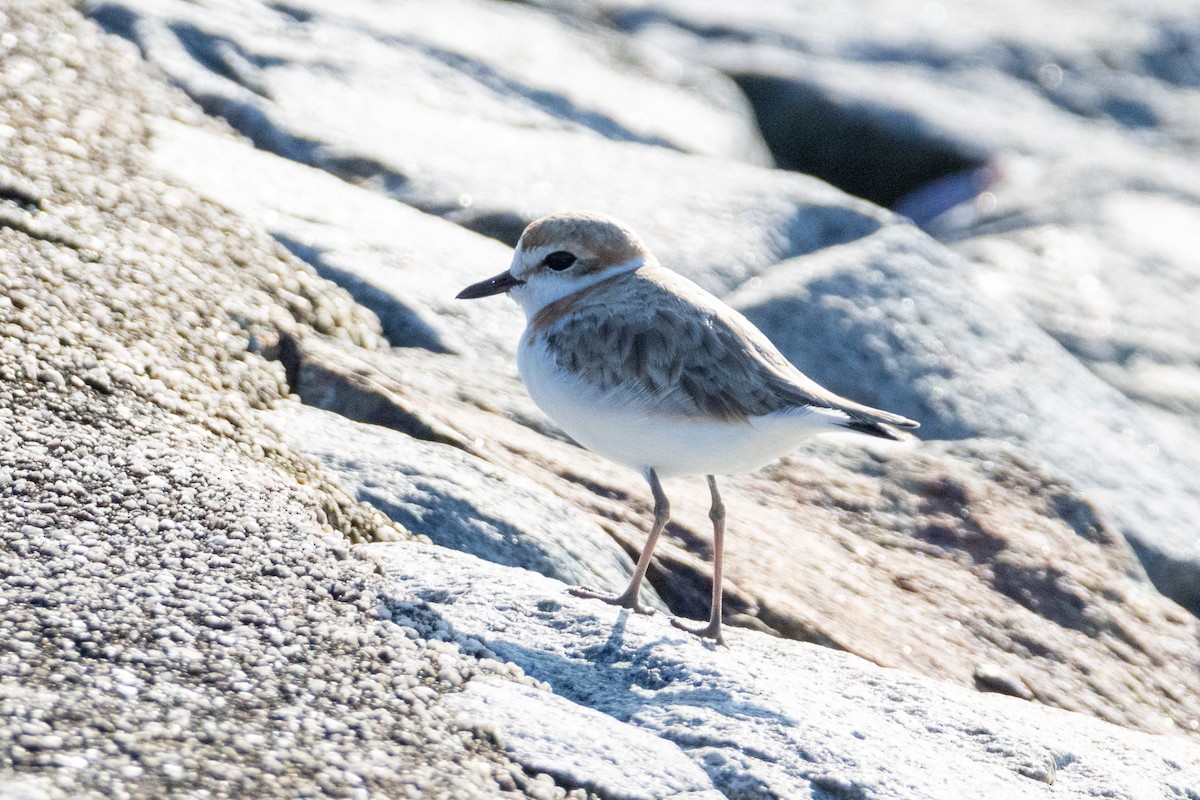 Malaysian Plover - ML646492721