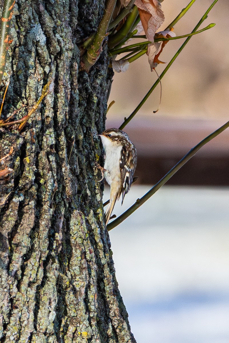 Agateador Americano - ML646492723