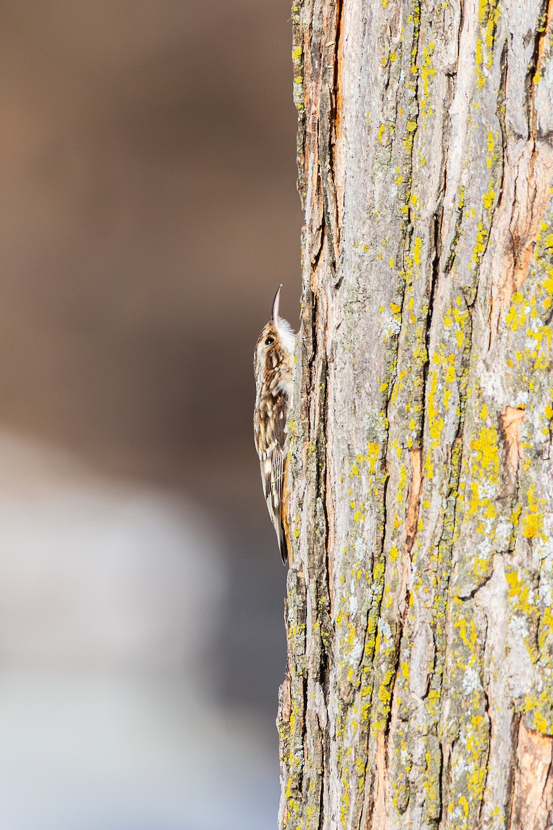 Brown Creeper - ML646492724