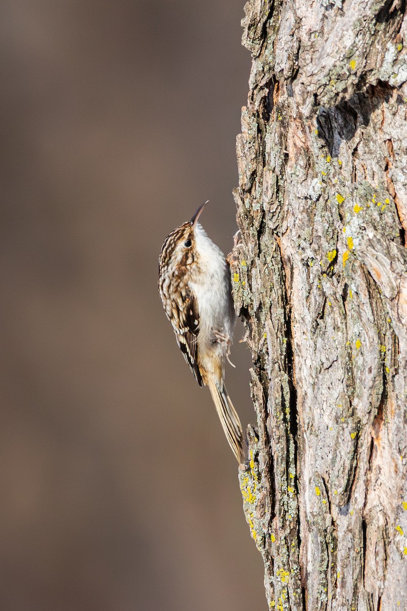 Agateador Americano - ML646492725