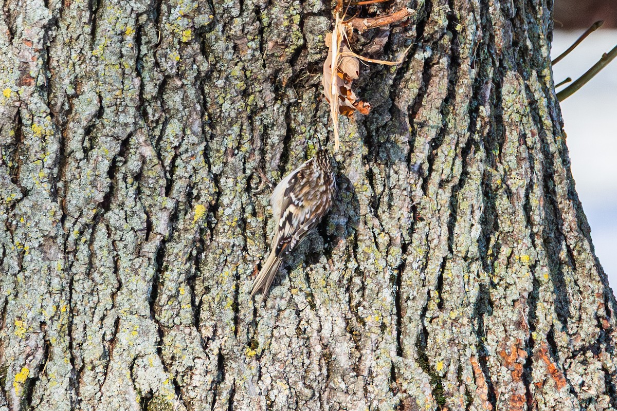 Agateador Americano - ML646492726