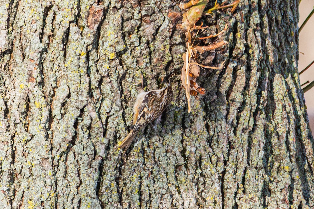Brown Creeper - ML646492727
