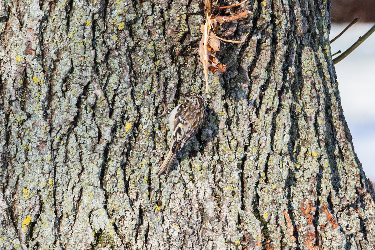 Brown Creeper - ML646492728