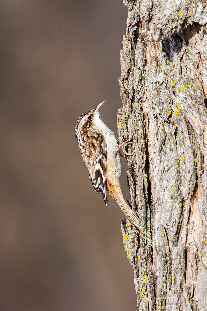 Brown Creeper - ML646492729