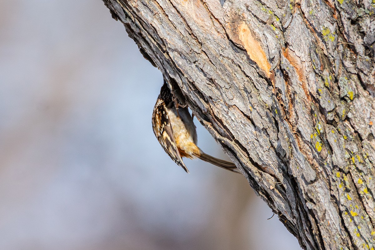 Brown Creeper - ML646492730