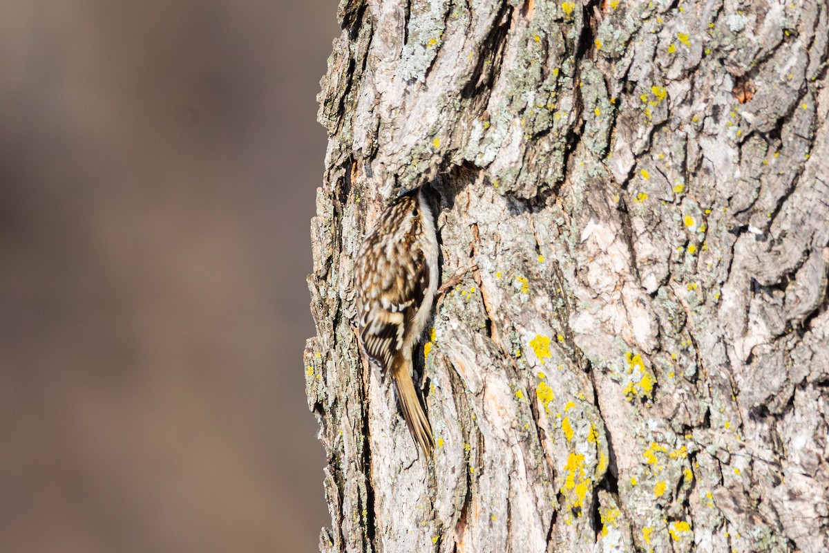 Brown Creeper - ML646492731