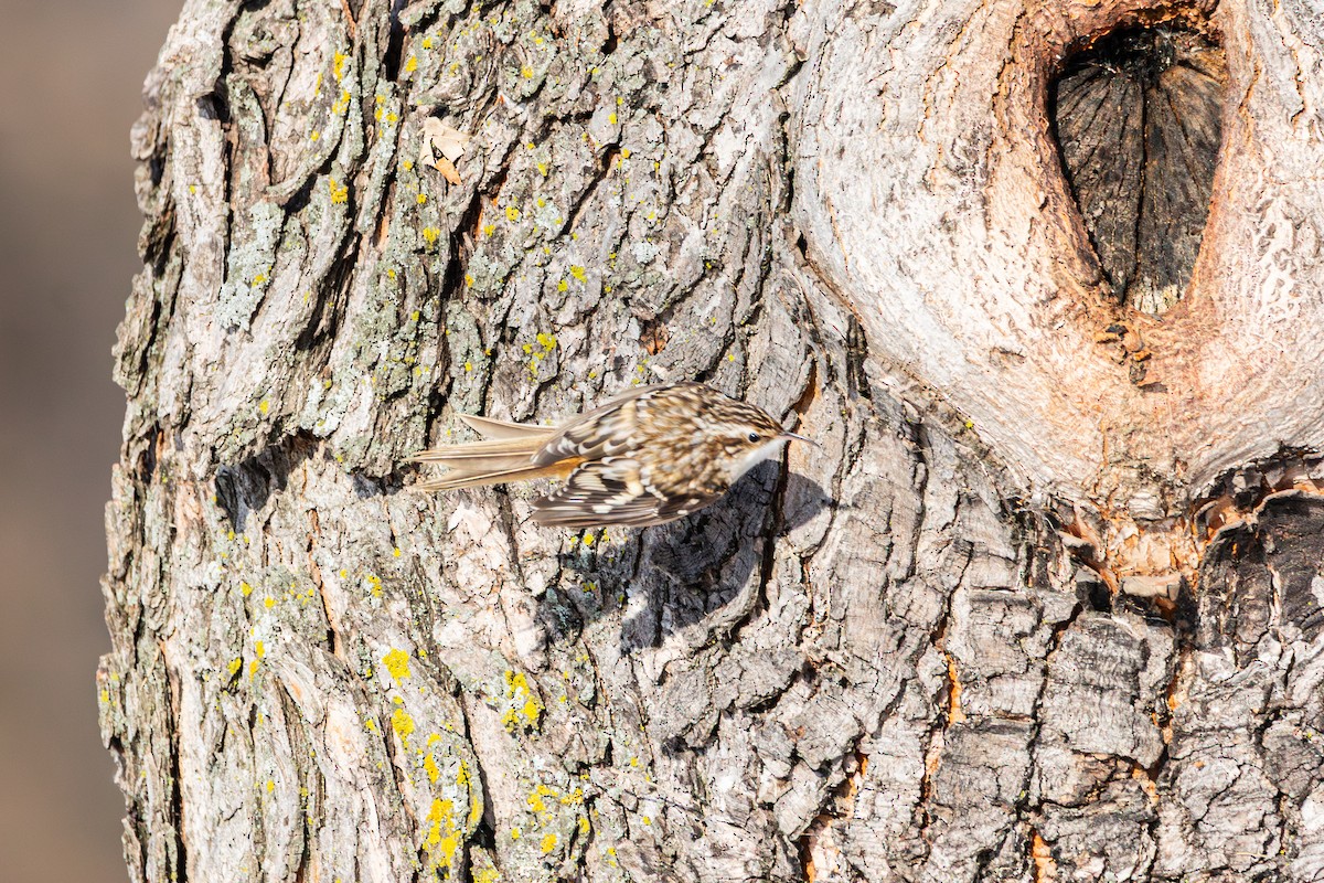 Brown Creeper - ML646492732