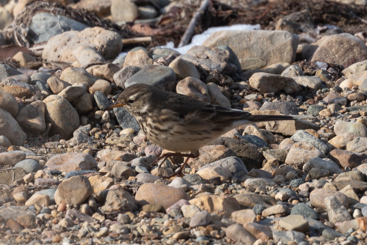 American Pipit - ML646492733