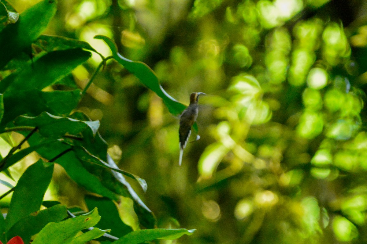 Чешуегорлый колибри-отшельник - ML646492737