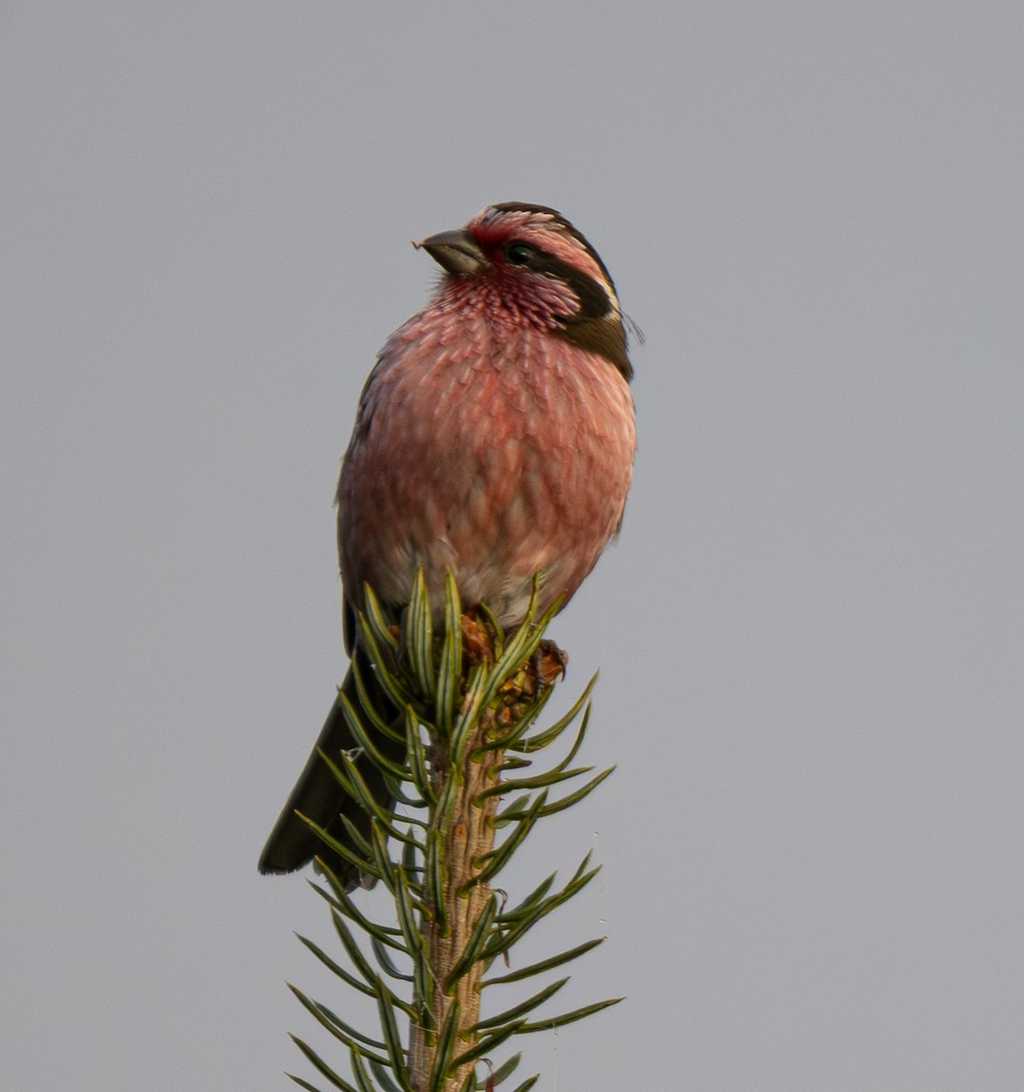 Himalayan White-browed Rosefinch - ML646492739