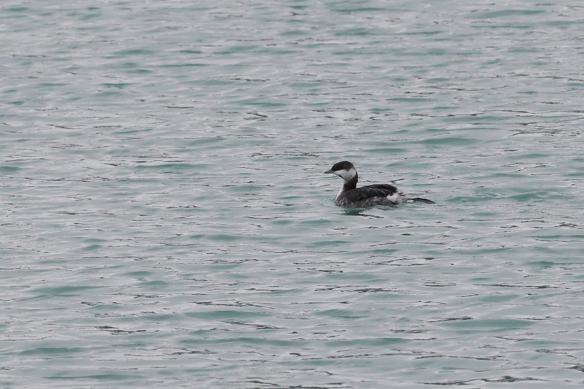 Horned Grebe - ML646492740
