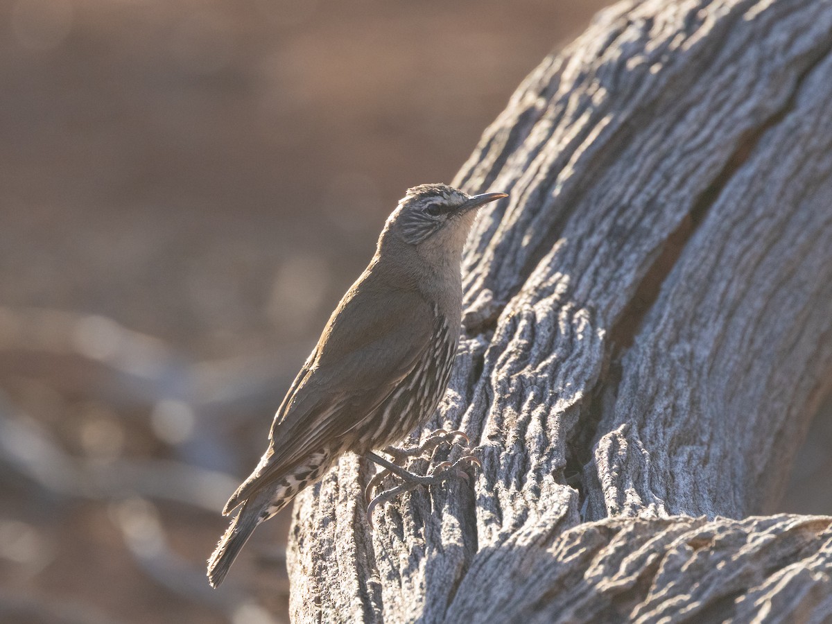 Weißbrauen-Baumrutscher - ML646492741
