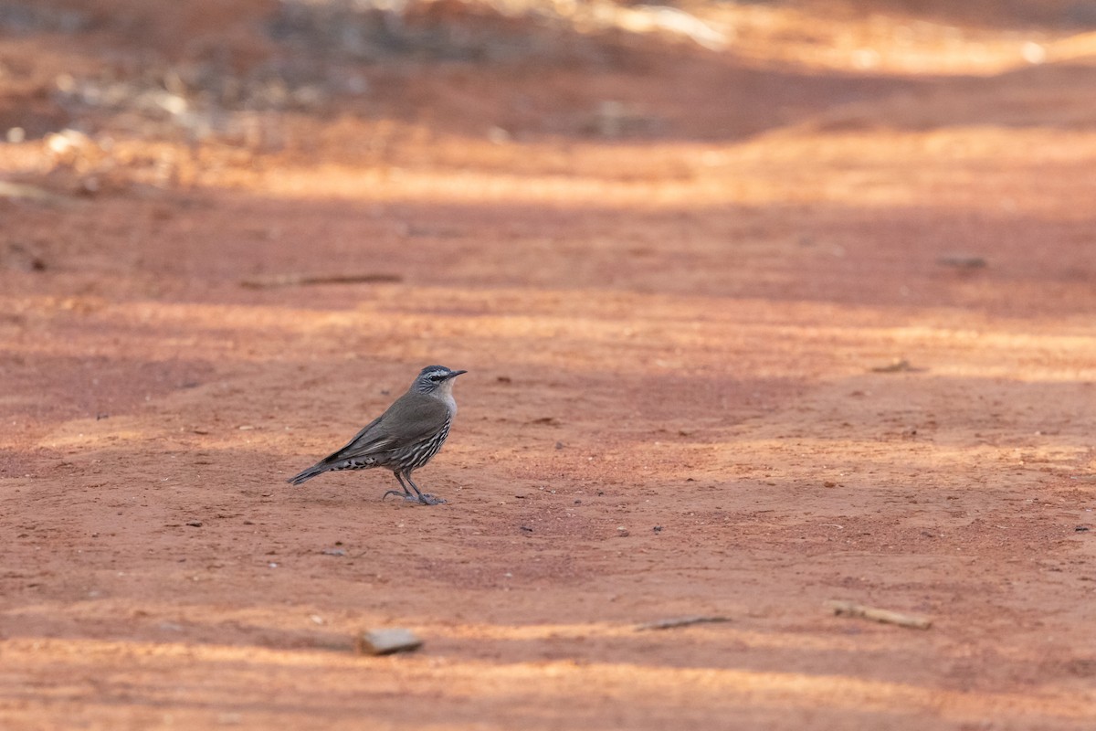 Weißbrauen-Baumrutscher - ML646492742