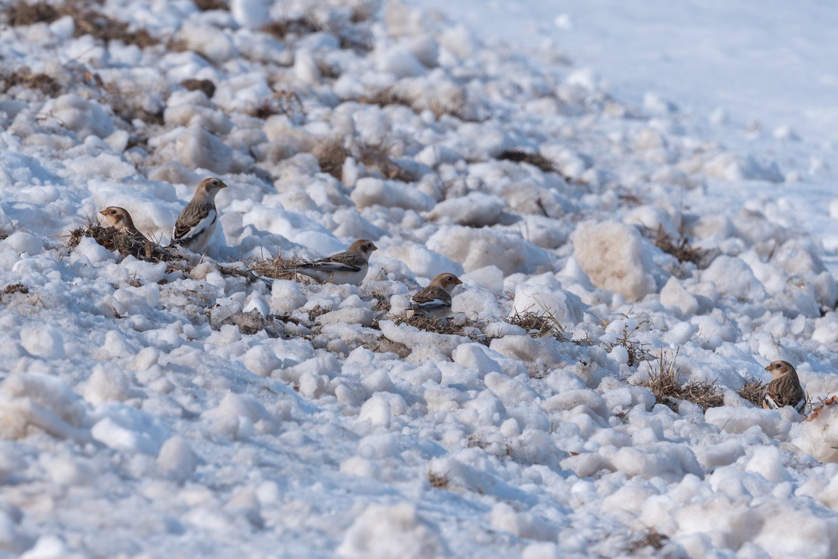 Snow Bunting - ML646492743