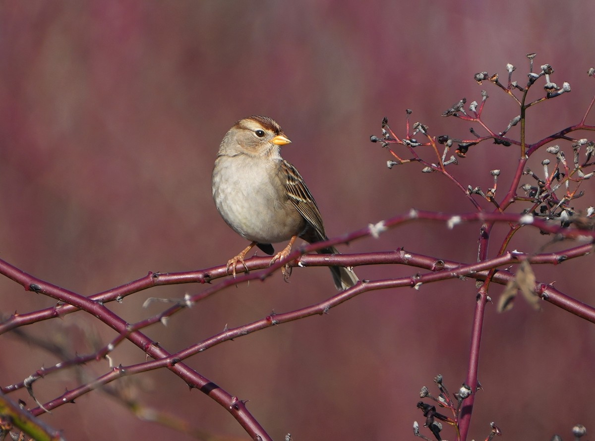 White-crowned Sparrow - ML646492744