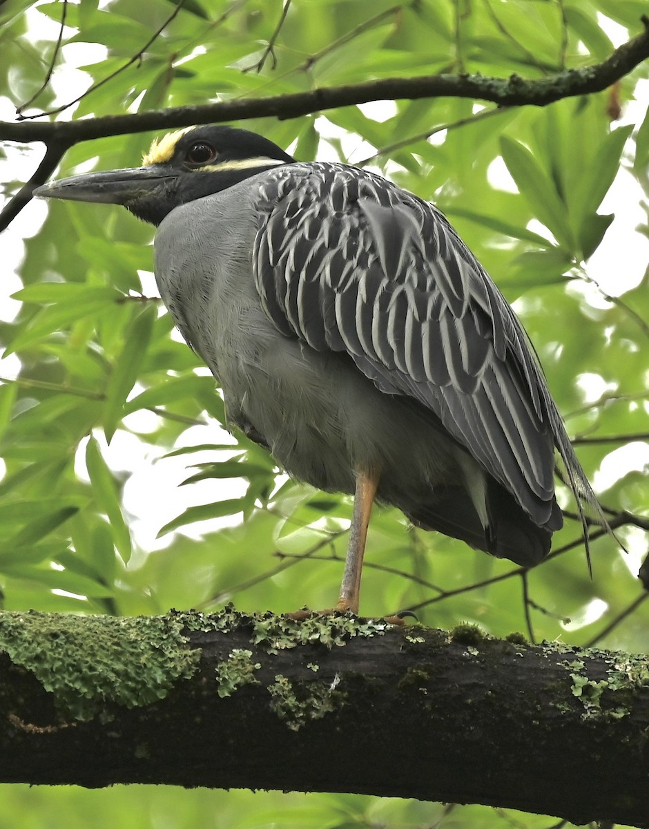 Sarı Tepeli Gece Balıkçılı - ML646492745