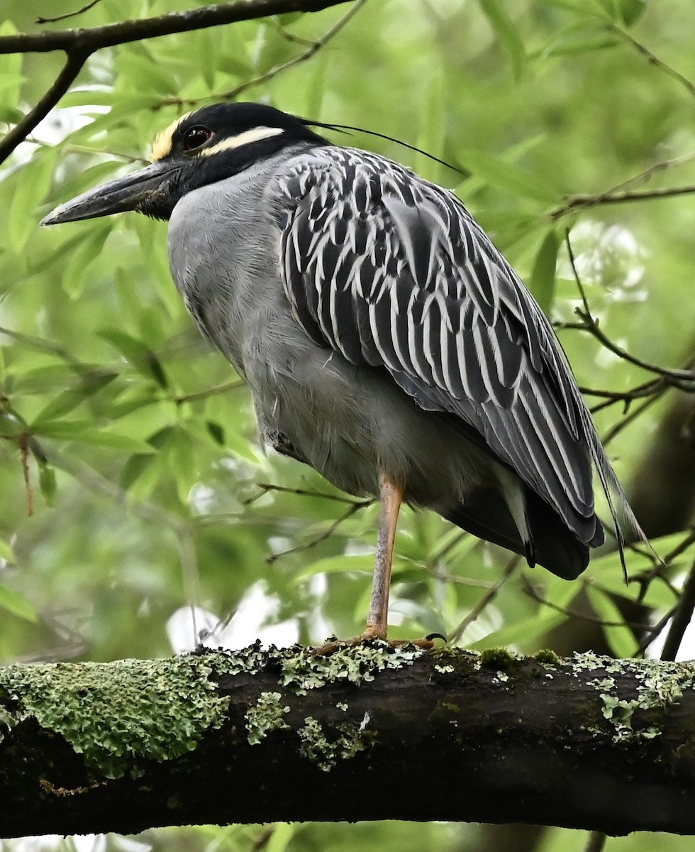 Sarı Tepeli Gece Balıkçılı - ML646492746