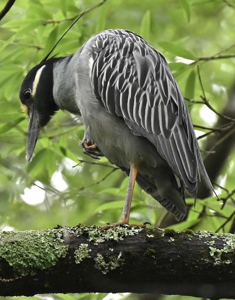 Sarı Tepeli Gece Balıkçılı - ML646492747