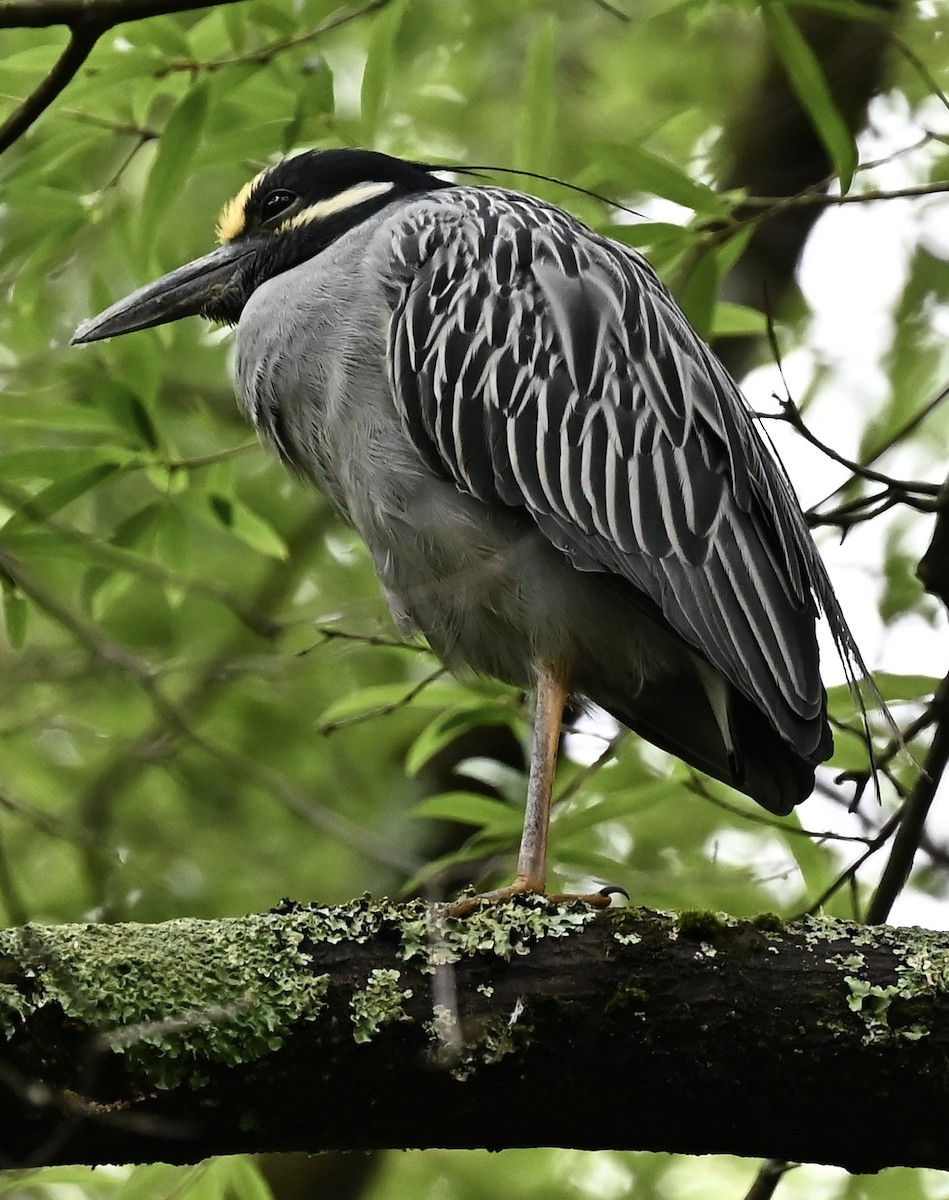 Sarı Tepeli Gece Balıkçılı - ML646492748