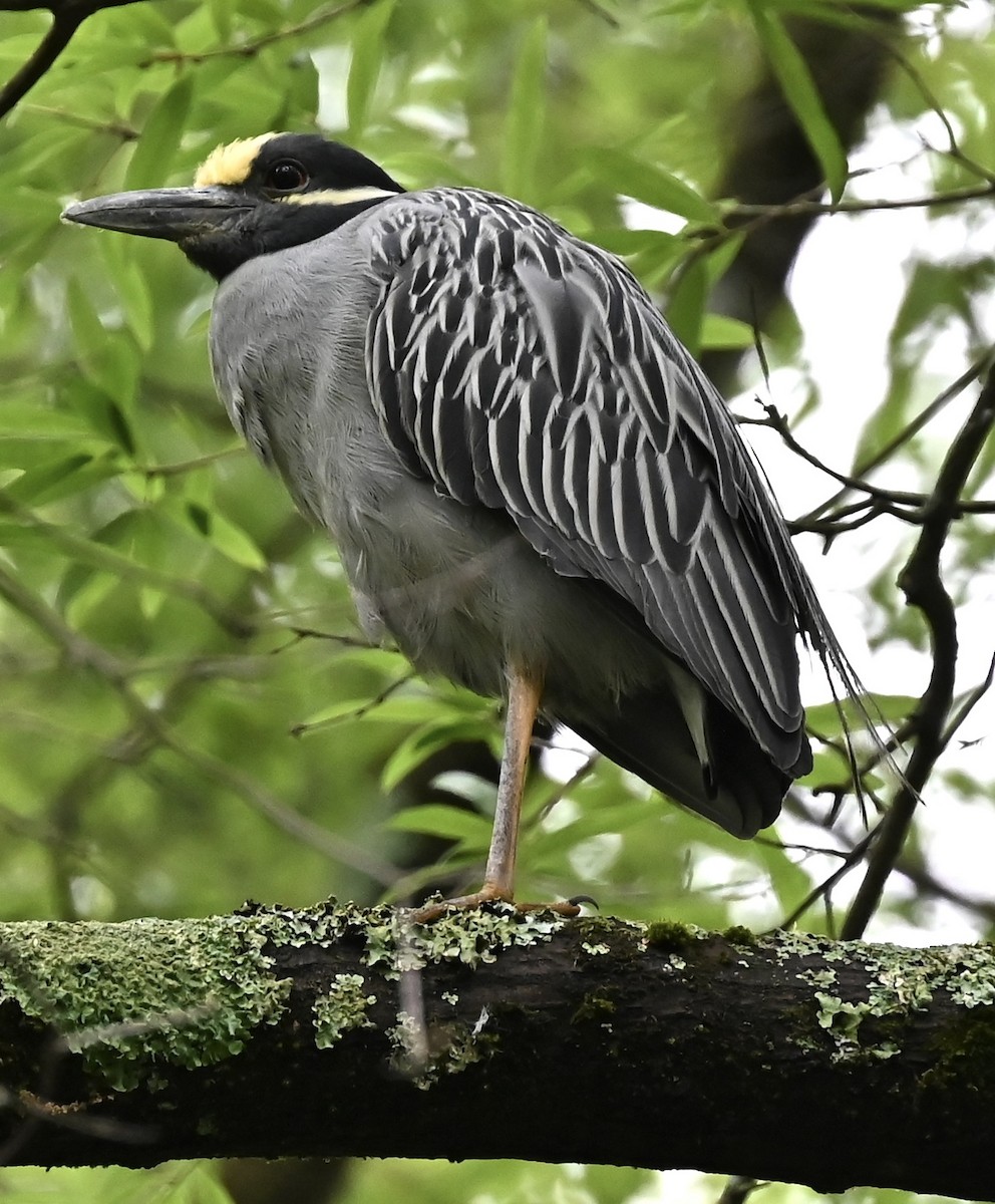 Sarı Tepeli Gece Balıkçılı - ML646492749