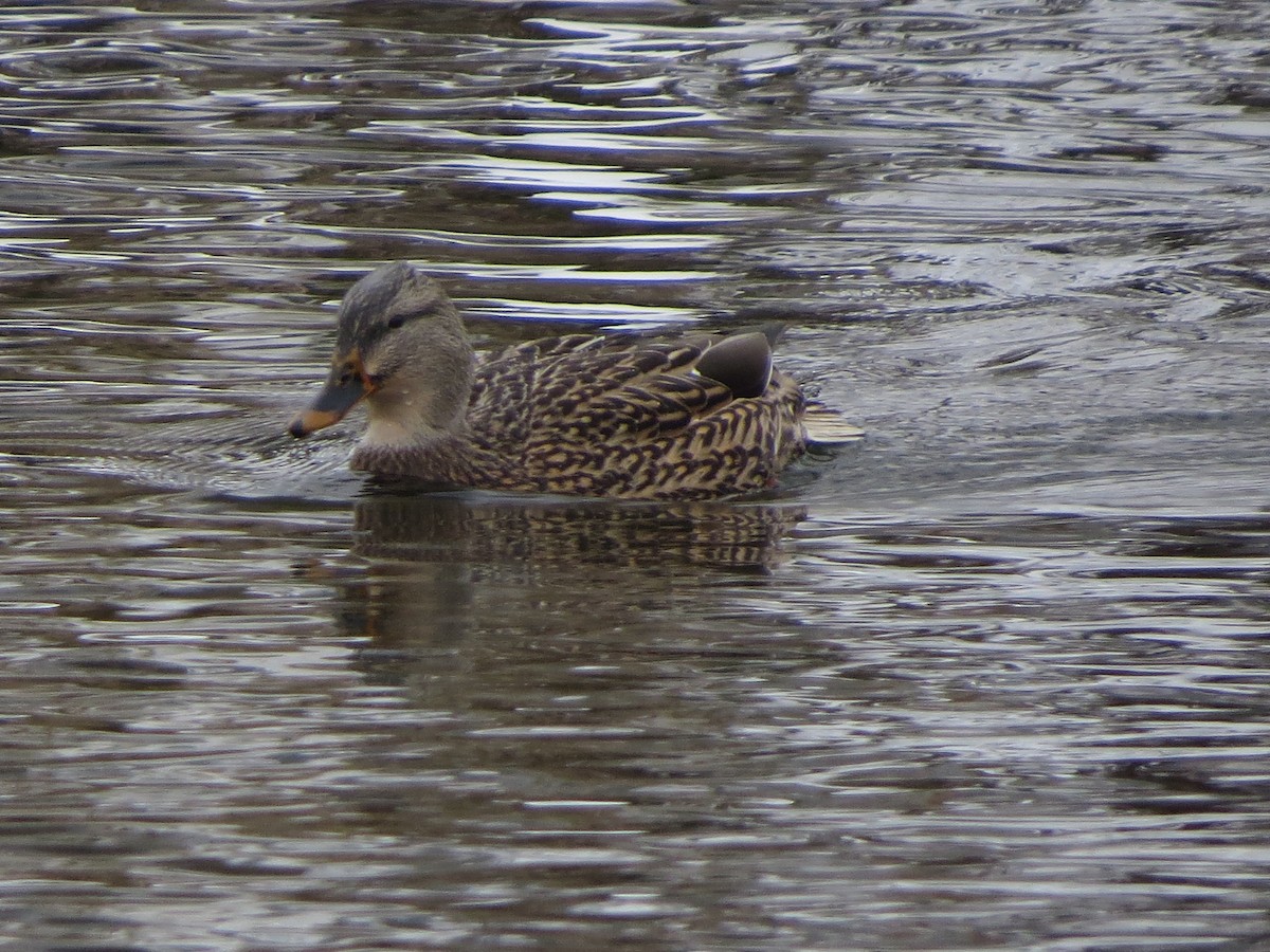 Ahate iluna - ML646492750