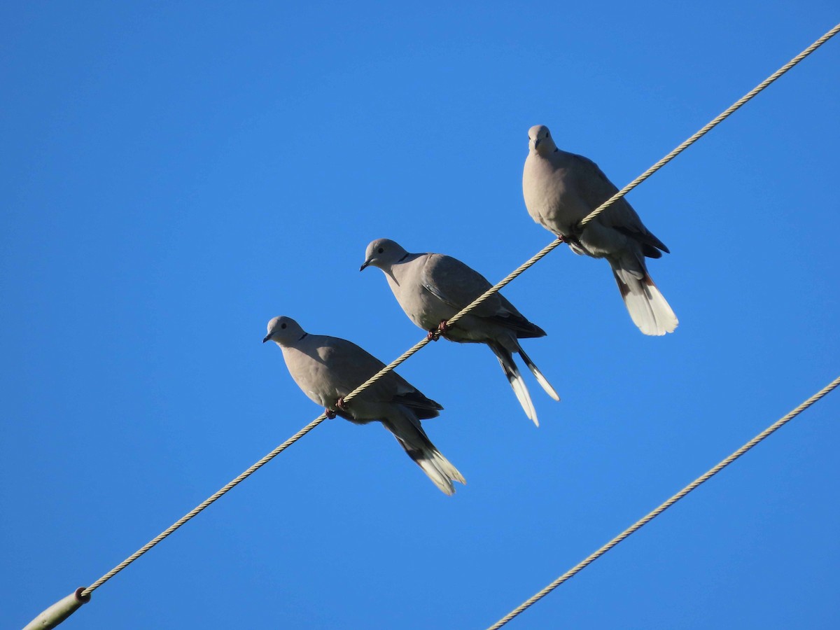 Eurasian Collared-Dove - ML646492752