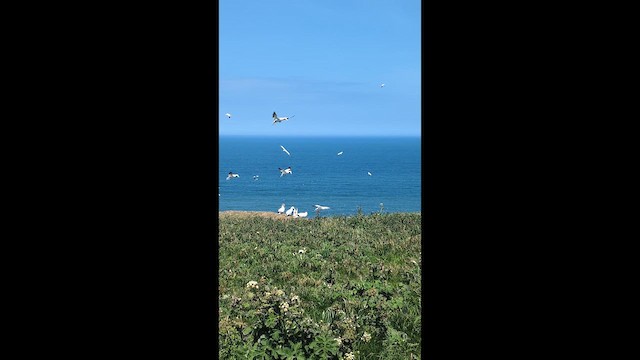 Северная олуша - ML646492753