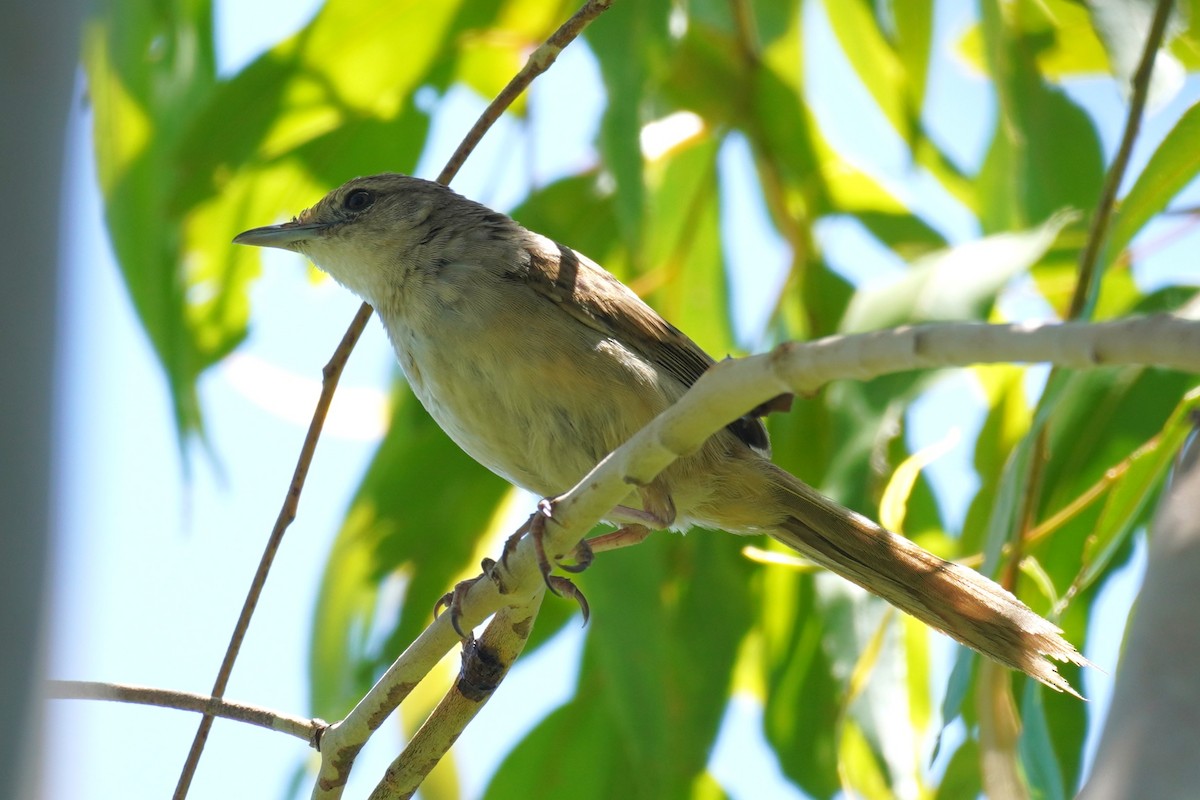 Tawny Grassbird - ML646492754