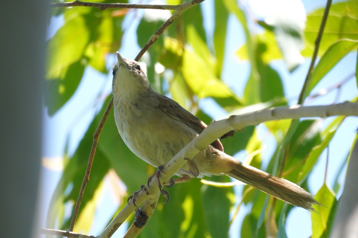 Tawny Grassbird - ML646492755