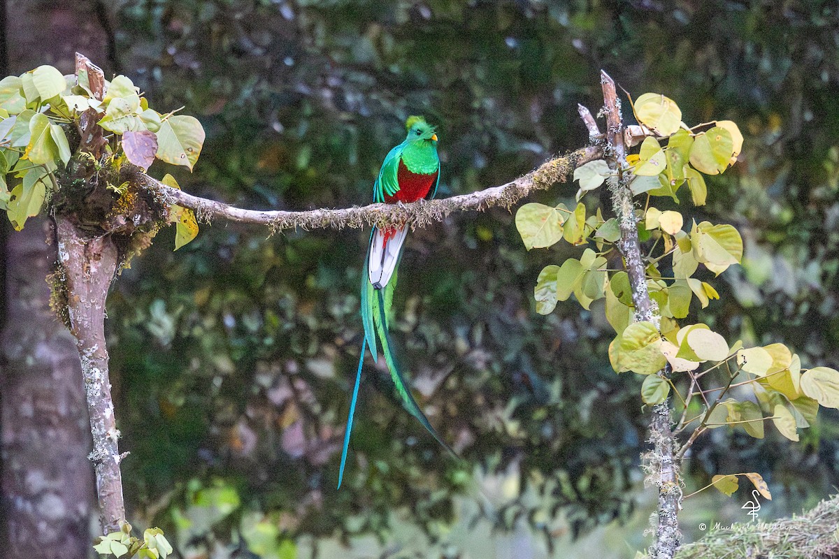 Resplendent Quetzal (Costa Rican) - ML646492756