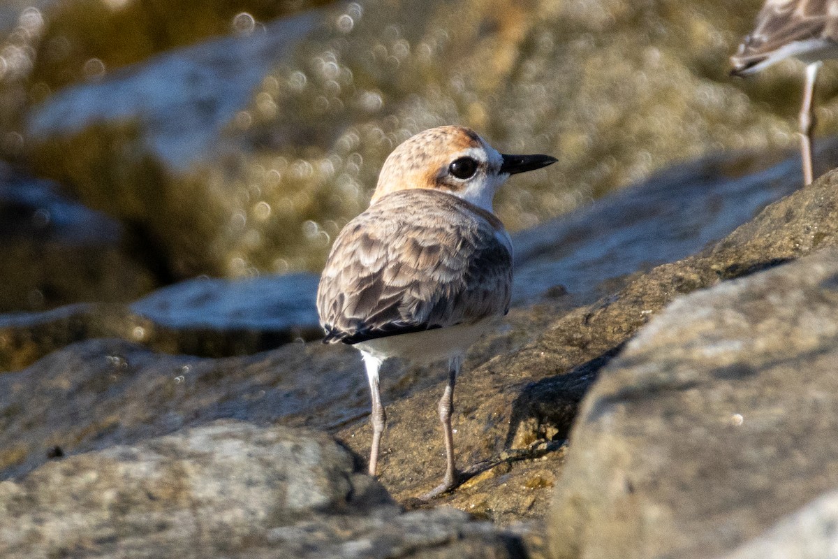 Malaysian Plover - ML646492759