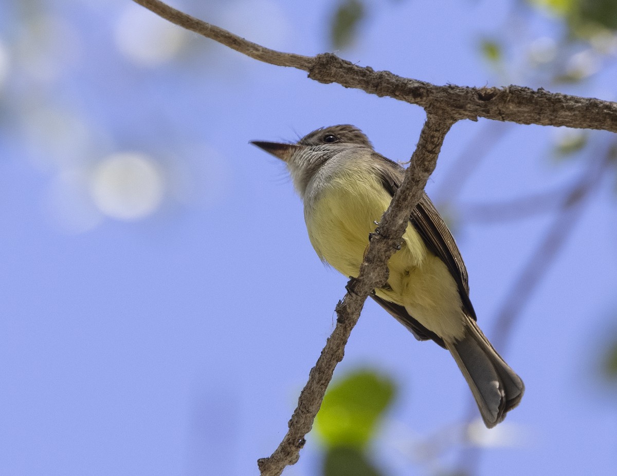 Dusky-capped Flycatcher - ML646492762